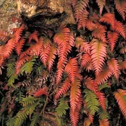 Colourful new growth fronds