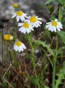 Chamomile