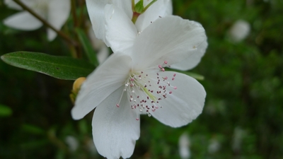 Eucryphia lucida