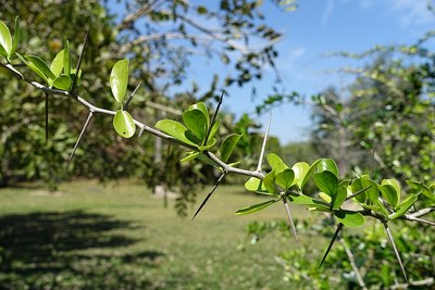 Fruit and Spice Park - Homestead, Florida