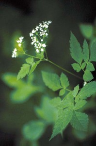 Woolly Sweet-Cicely