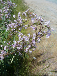 Yerba Santa