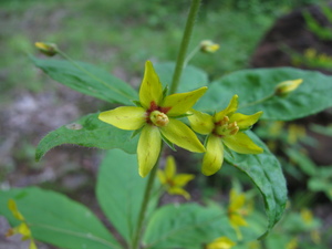 Whorled Yellow Loosestrife