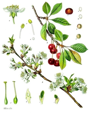 Prunus cerasus