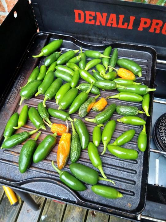 Harvested and roasted for green tomatillo salsa. 