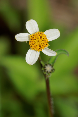 Bidens pilosa