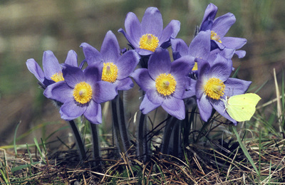 Pulsatilla patens