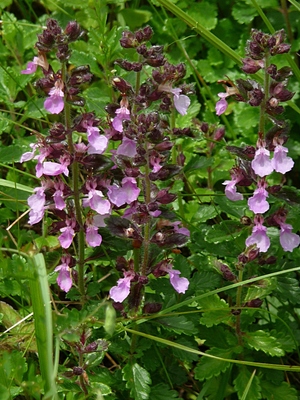 Teucrium chamaedrys