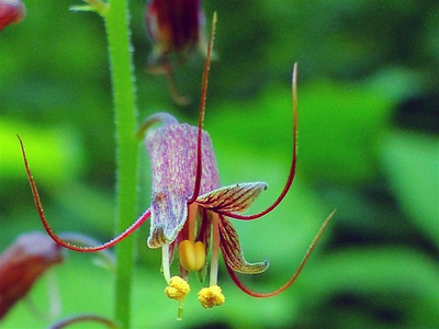 Tolmiea menziesii