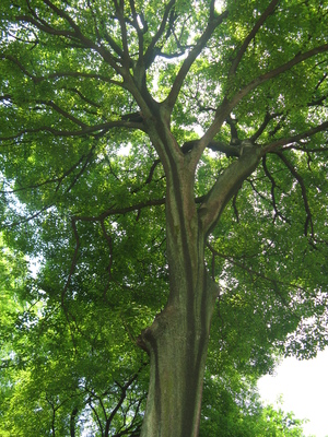 Celtis sinensis