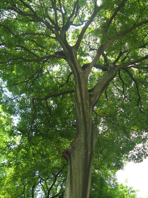 Celtis sinensis