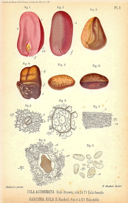 Garcinia kola