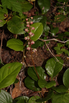 Pyrola asarifolia