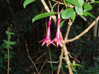 Fuchsia denticulata