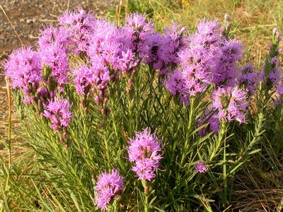 Liatris punctata