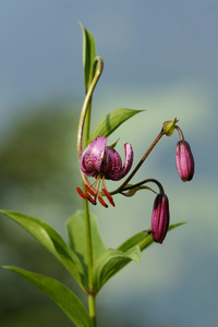 Turk's Cap Lily