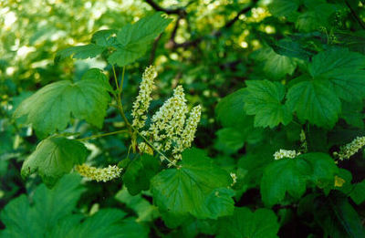 Ribes hudsonianum