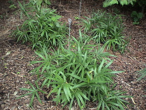 Broadleaf Bamboo