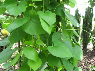 Aristolochia tomentosa