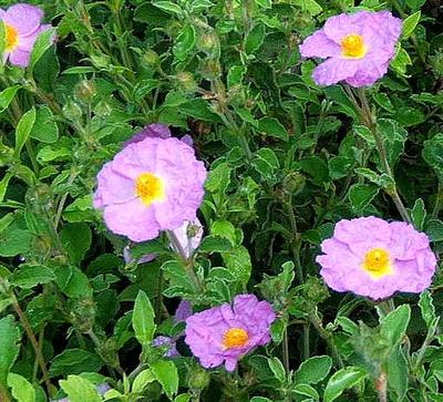 Cistus creticus