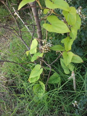 Dioscorea japonica