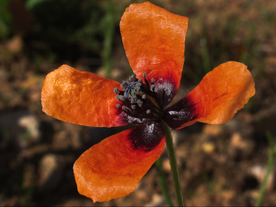 Papaver argemone