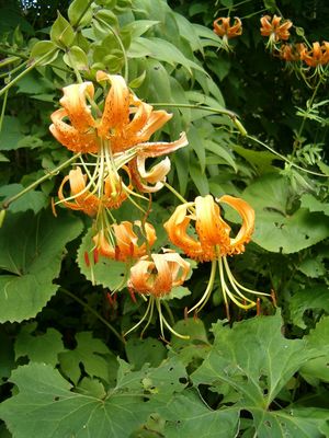 Lilium henryi