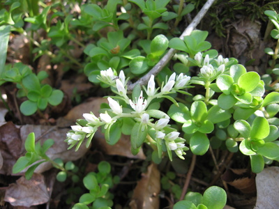 Sedum ternatum