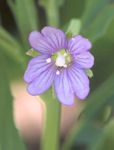 Square-Stemmed Willow Herb