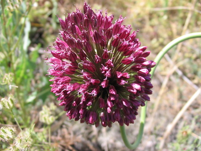 Allium sphaerocephalon