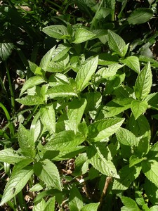 Dog's Mercury