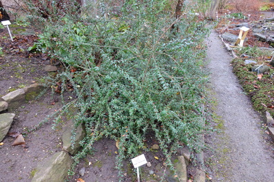 Cotoneaster conspicuus