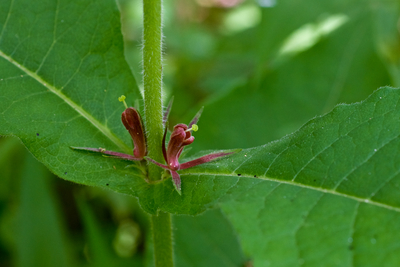 Triosteum perfoliatum