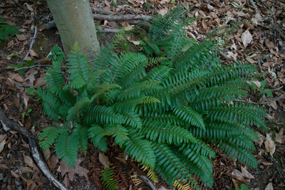 Polystichum acrostichoides