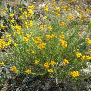 Clustered Everlasting