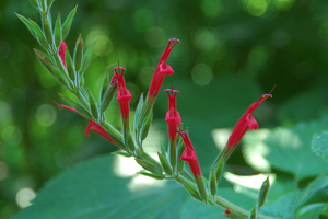 Pineapple Sage