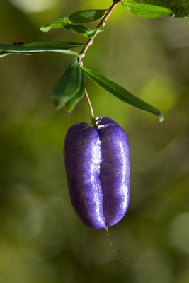 Billardiera longiflora