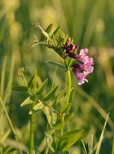 Bush Vetch