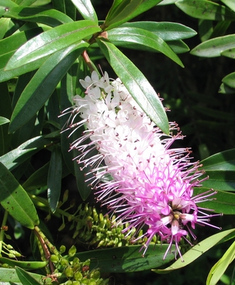 Hebe speciosa