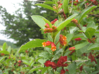 Lonicera involucrata