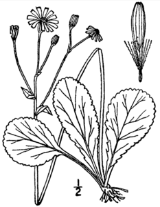 Roundleaf ragwort