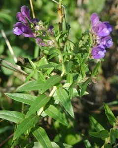 Baikal Skullcap - Huang-Qin