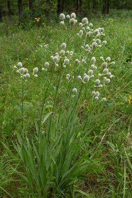 Eryngium yuccifolium