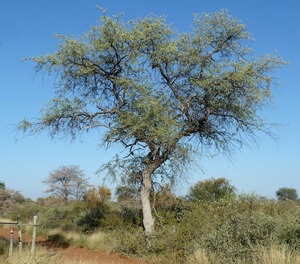 Leadwood Tree