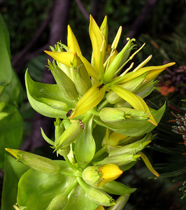 Yellow Gentian