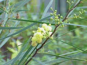 Swamp Wattle