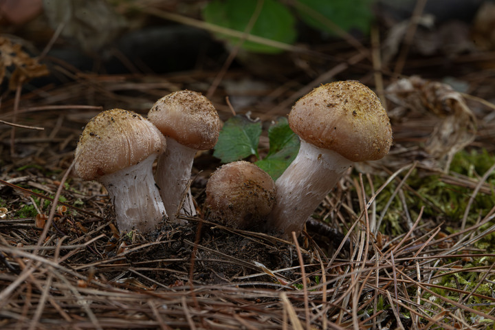 Pleasant observations from a good hike in the White Mountains, New Hampshire, USA:

+ Calligrapher fly (toxomerus)
+ Digging bees (anthophorini)
+ Jack in the pulpit (arisaema triphyllum)
+ Coral tooth fungus 
+ Rock tripe lichen
+ Yellow fairy cups
+ Wolf's milk (lycogala epidendrum)
+ Cucumber root (medeola virginiana)
+ Honey mushrooms
+ Oakmoss
+ Beard lichen
+ Shield lichen
+ Sphagnum moss
+ Waxcaps
+ Bunchberry
+ Marsh St. John's wart
+ White coral fungus
+ Scalycaps(pholiota) 
+ Three-way sedge