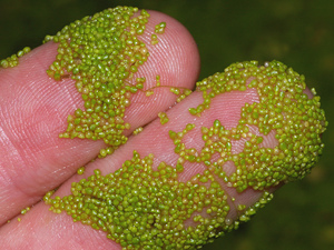 Least Duckweed