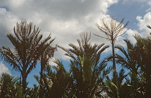 Sago Palm