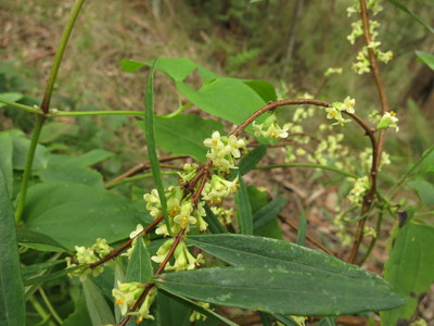 Pimelea axiflora